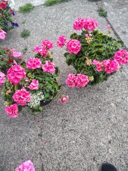 Flowers for outside