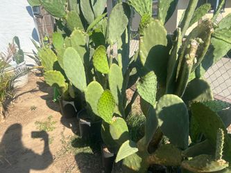 Edible cacti napoles