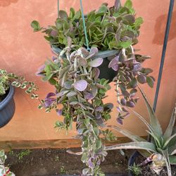 Hanging Succulent