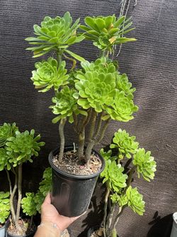 Aeonium 