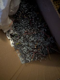 Organic elderberries