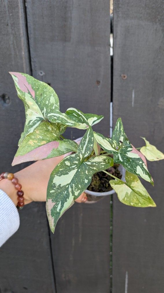 Collector's Plant: Syngonium Tricolor Red Spot 4" Pot - Indoor House Plants