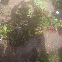 Veggie and herb plants