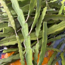 Dragon, fruit cuttings 1 and 1/2 ft. long $2. dollar each