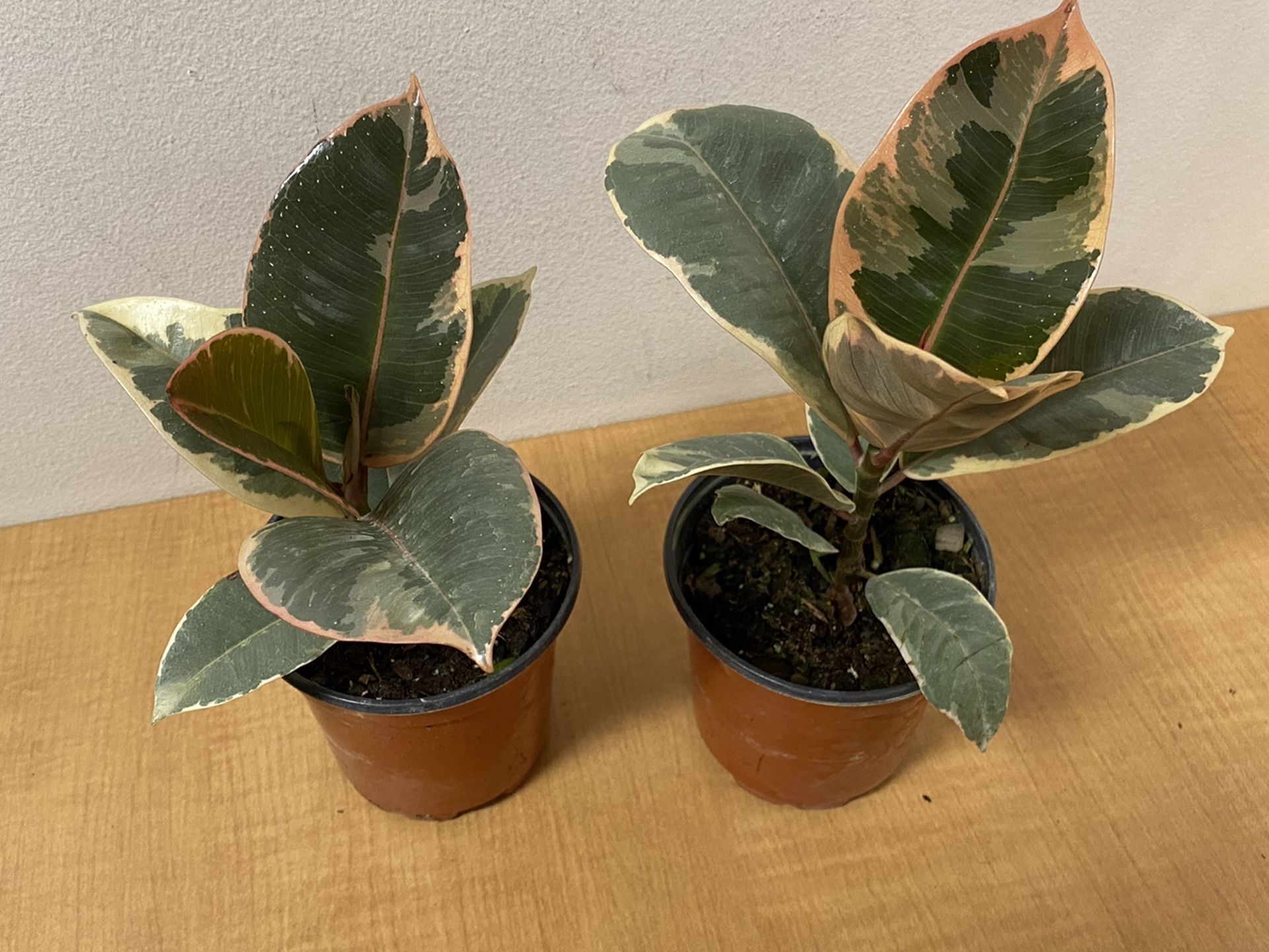 Ficus 'Tineke' - 4" Pot Plant