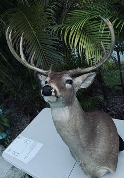 Deer / Elk mount