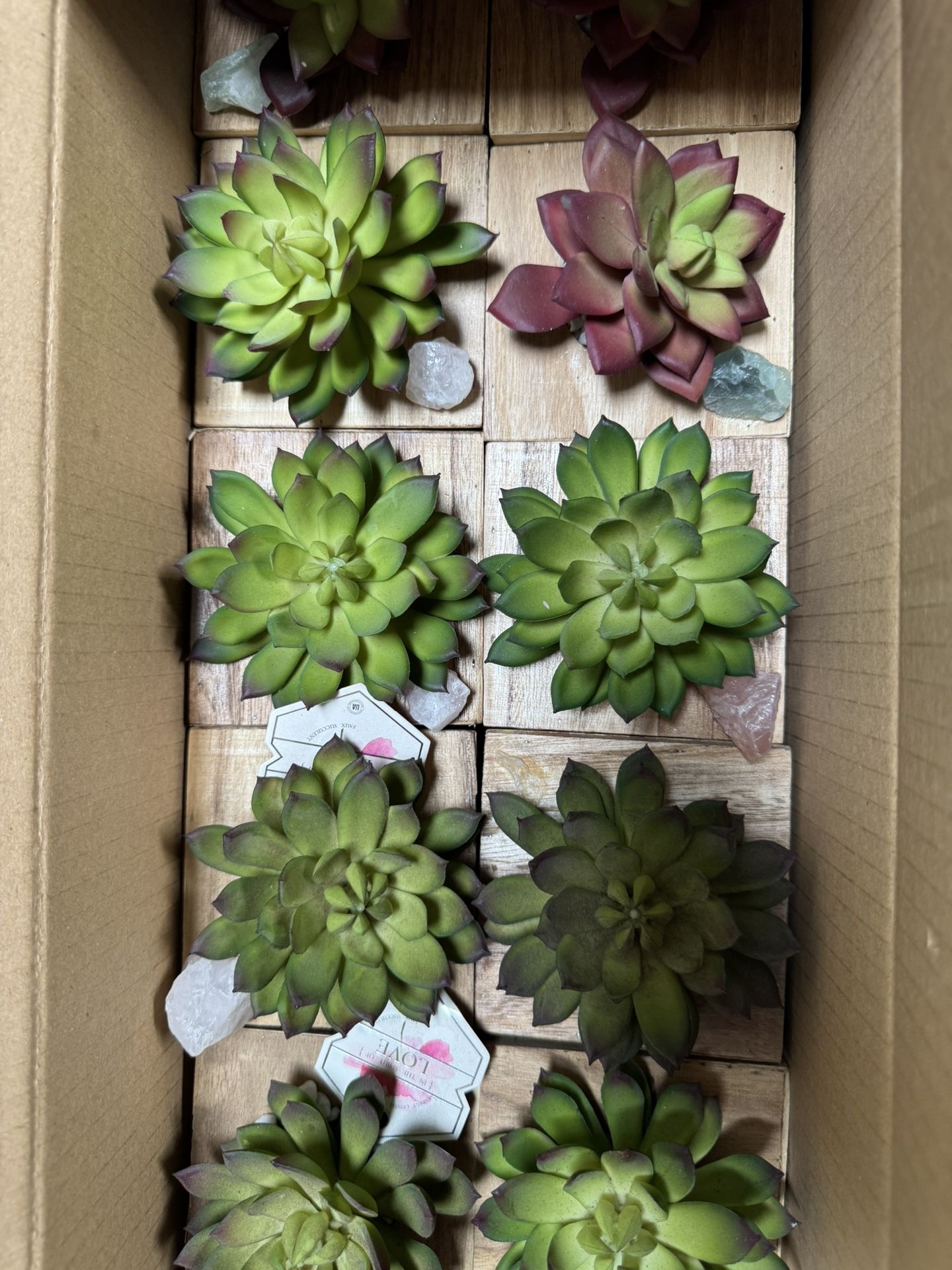 Plants Plants Plants 