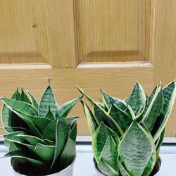 Bird Net Sansevieria 🪴 $15 each