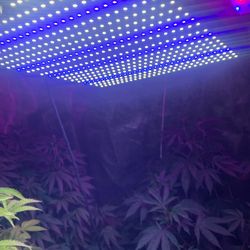 BestVa 2000w LED GROW LIGHT