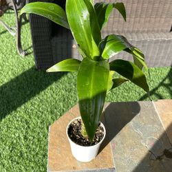 Dracaena Plant/natural Plant 