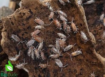 Orange Cream isopods with springtails