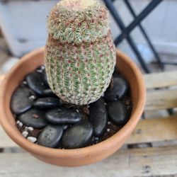 SUNDAY SALE  RAINBOW CACTUS $20 SAN LORENZO