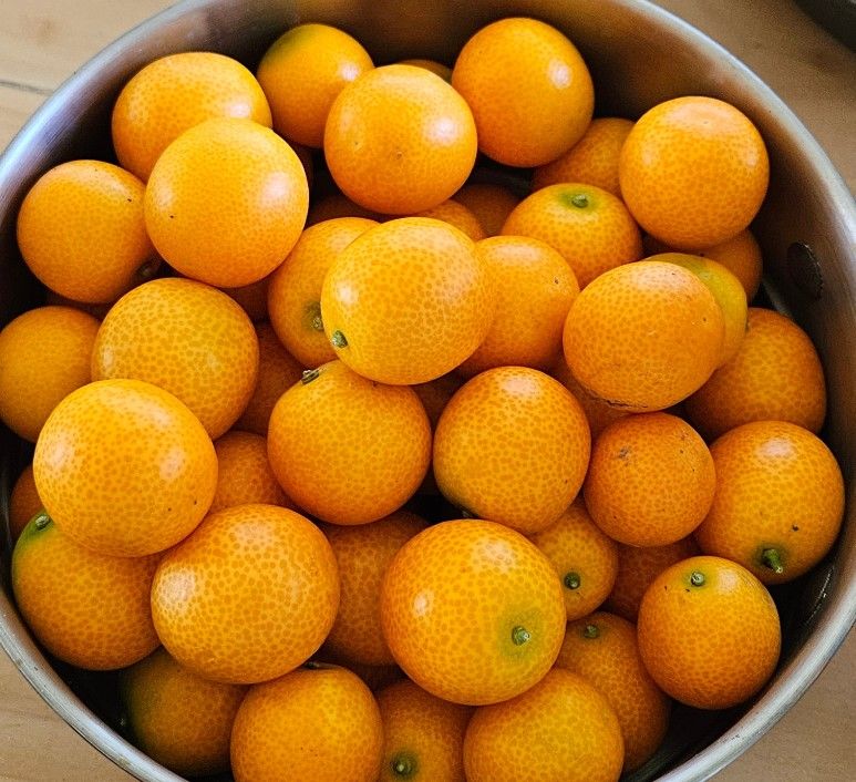 kumquat _ Trai Tac Ngot