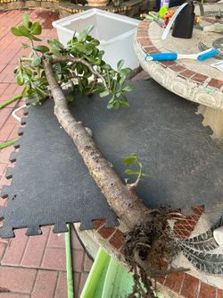 Jade plant and other plant