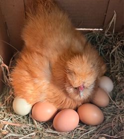 Free ranch Eggs