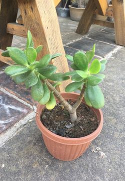 Medium Succulent plant with pot