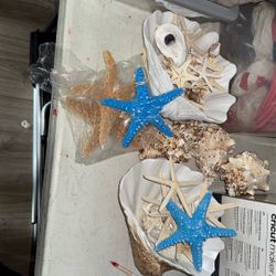 SEASHELL COLLECTION