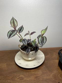 Tradescantia Zebrina Plant