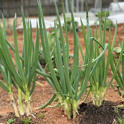 Green Onion Chive Plants