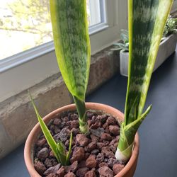 Potted Sansevieria “Snake Plant” - Pot Included 