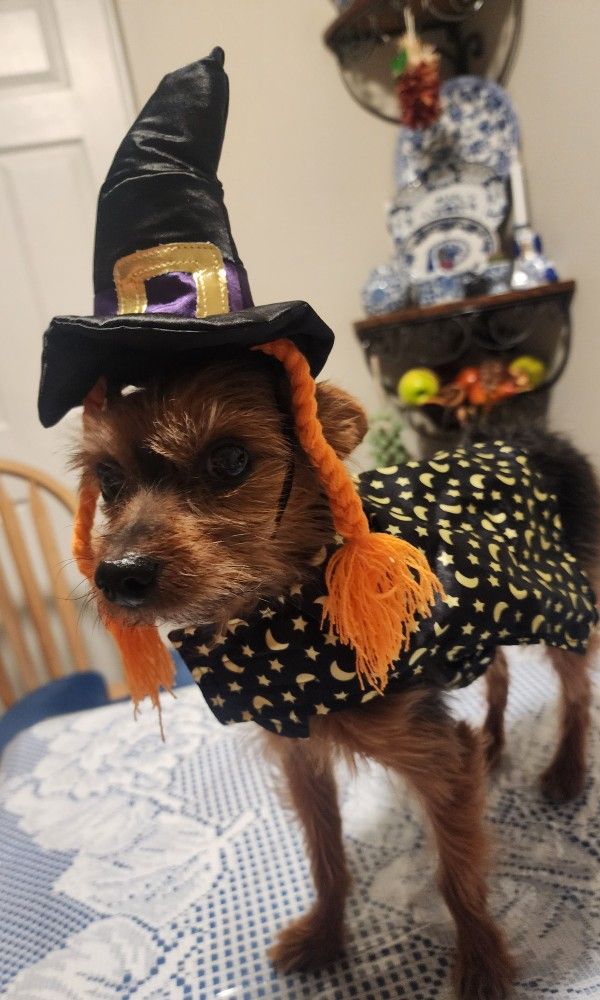 Halloween Dog Costumes