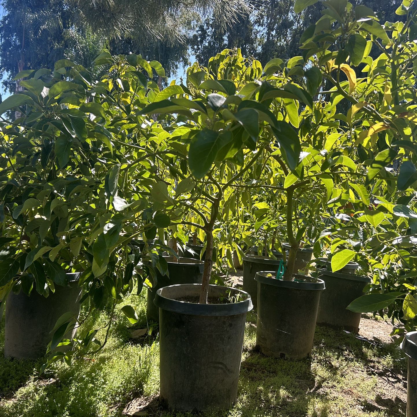 Grafted Avocado trees, Hass & Grafted Lamb Hass