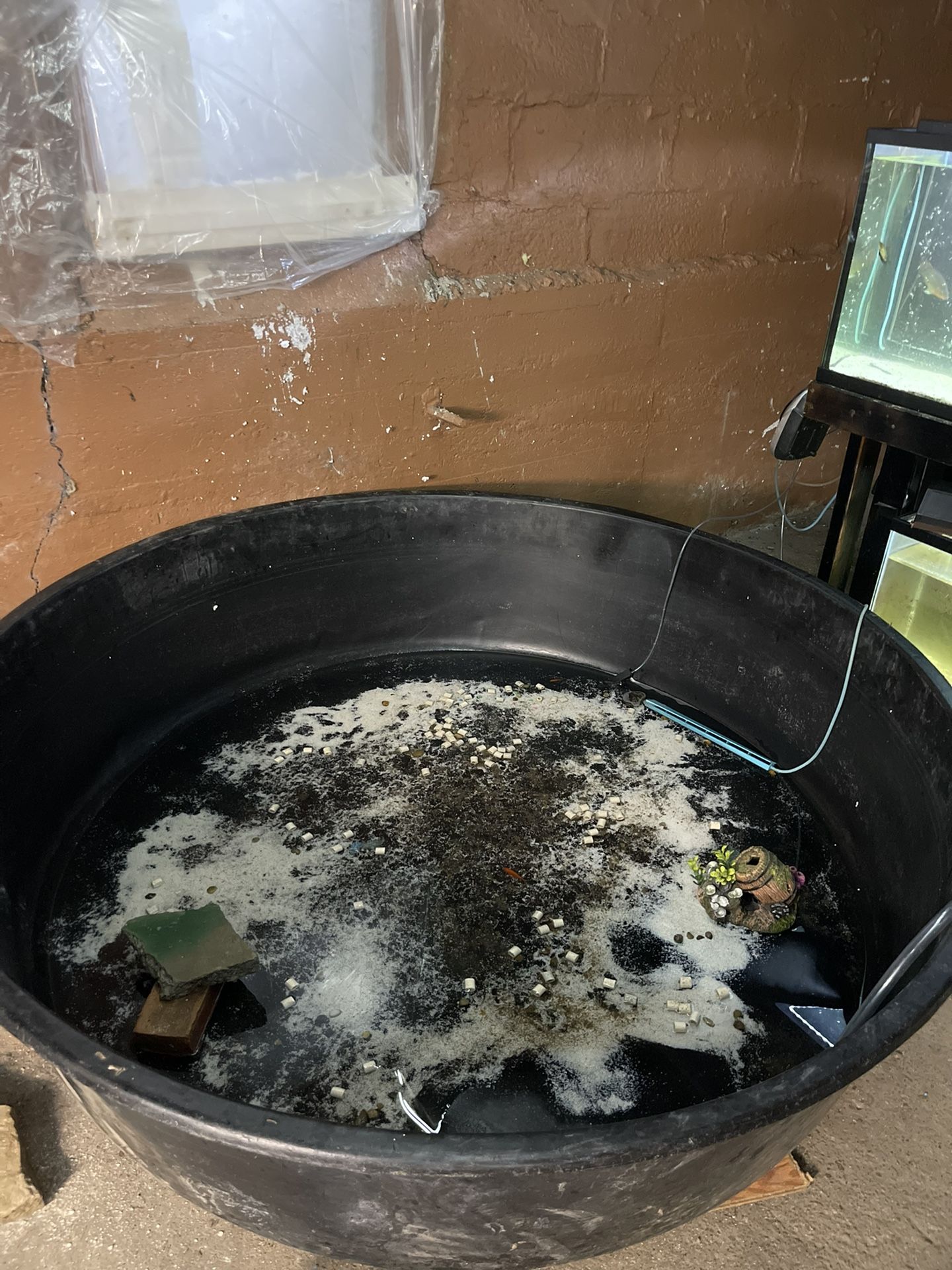 250 Gallon Pond