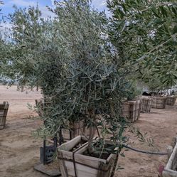 $650 Swan Hill Fruitless Olive 24" Wide Box 