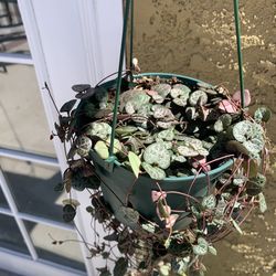 String of hearts plants