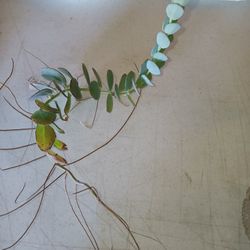 Marniers Panamensis Kalanchoe $8 -Ship $4