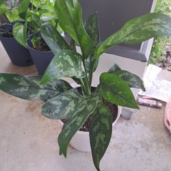 Aglaonema House Plant 