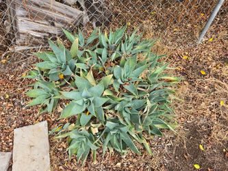 Aloe Vera Succulent Plants