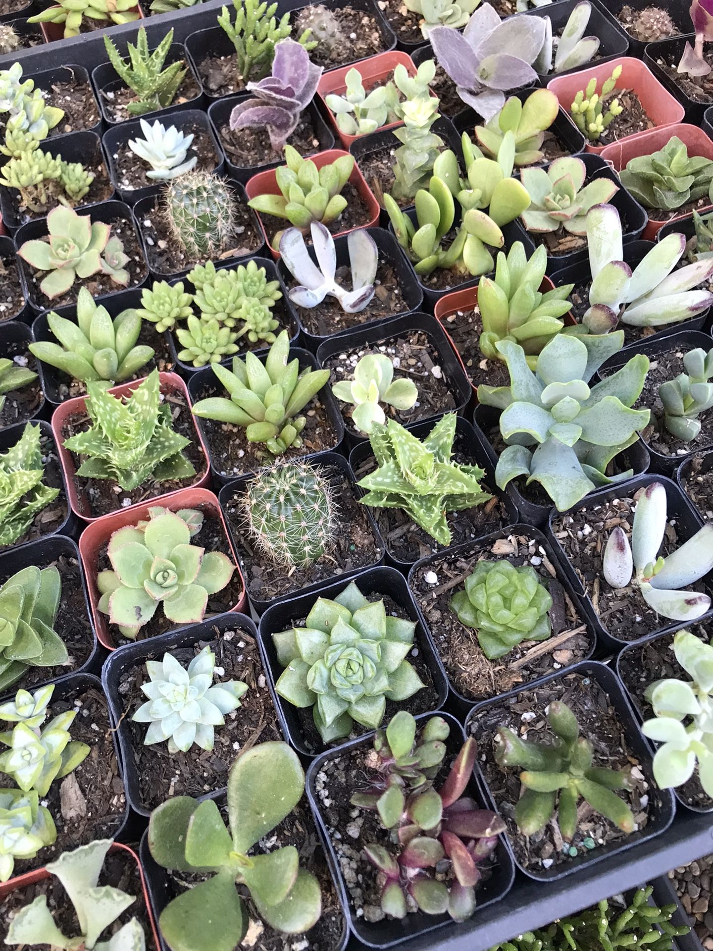 $1 Each Succulent 