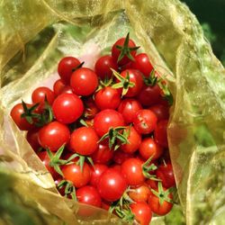 Everglades Tomato Seeds (Best Florida Tomato)