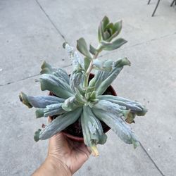 6” Echeveria Culibra