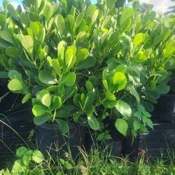 Beautiful Clusias Plants For Inmediate Privacy!!! About 4 Feet Tall !!! FERTILIZED 