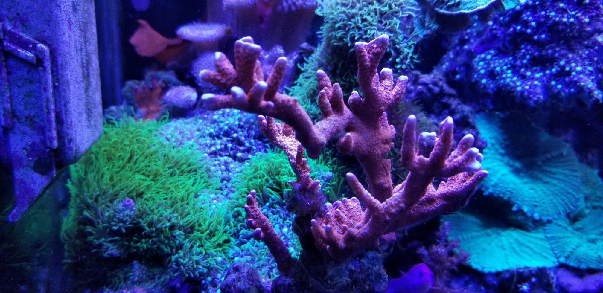 Christmas Coral for sale montipora digitata green star polyps Kenya trees!!