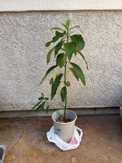 Avocado Tree