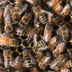Free Honeybee Swarm Removal 🐝