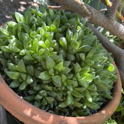 Haworthia 