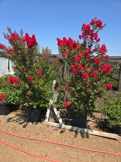 Dynamite red crape myrtle