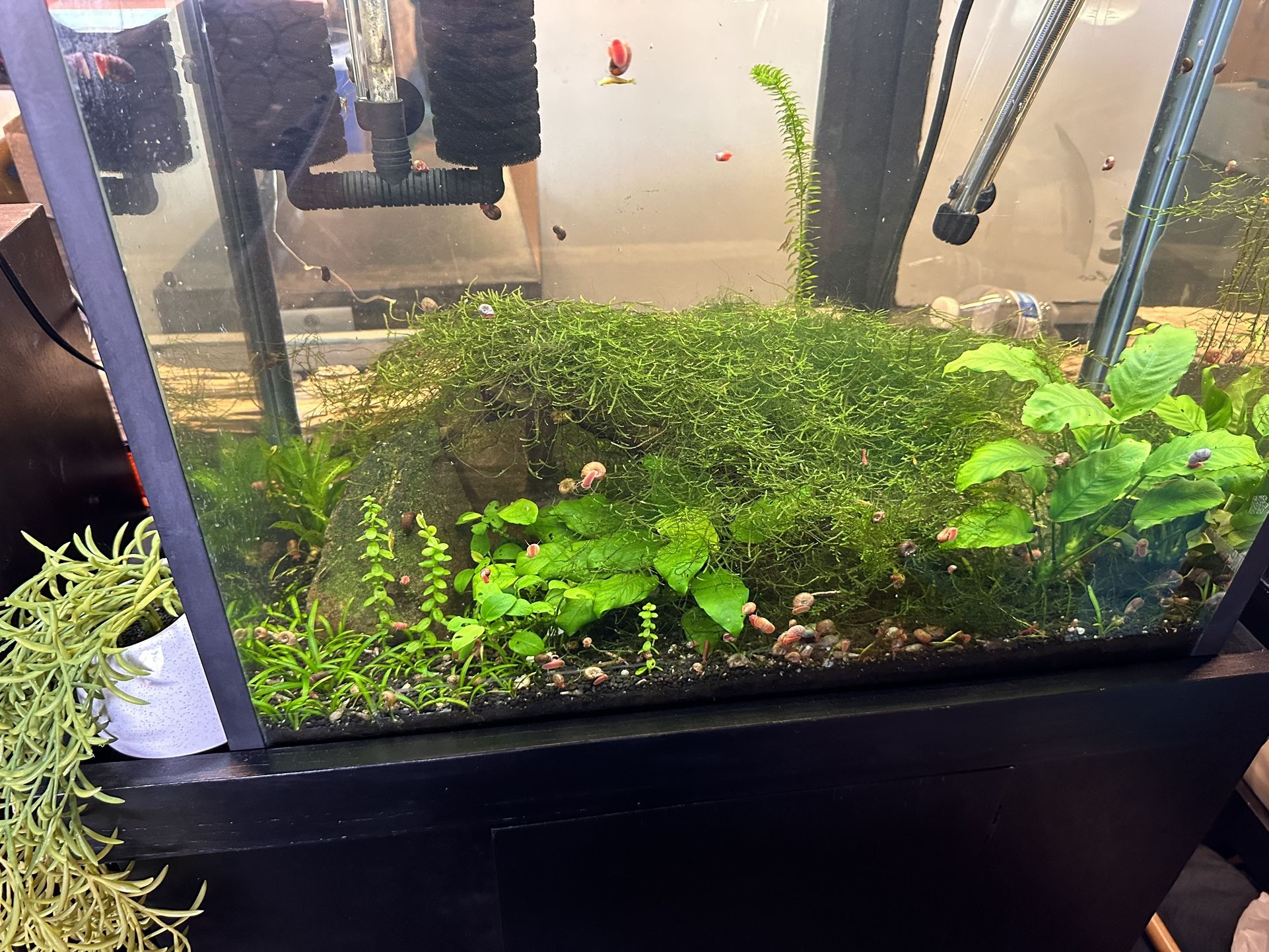 50 Gallon Planted Shrimp Tank