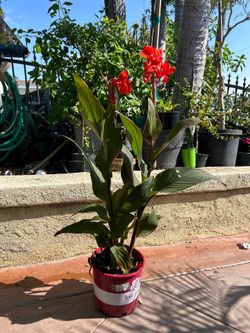 Canna lily plant