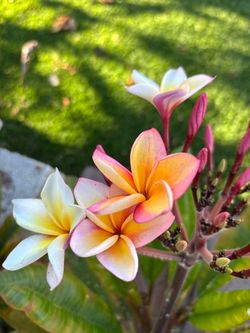 Plumeria cuttings