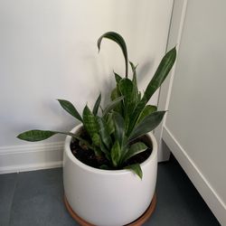 Snake Plant