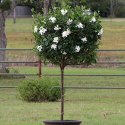 Gardenias 3gallon 4ft Tall 