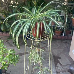 Spider plant