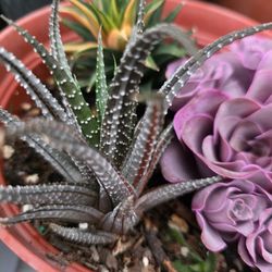 Variegated Howorthia Rare Korean Imported Fully Rooted Other Plants Avail For Sale