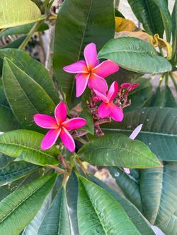 🌺 Mature Pink Plumeria 🌺