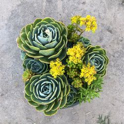 Variety of succulents in a large pot